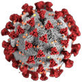 thumb Coronavirus